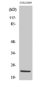 NDUFB10 Polyclonal Antibody