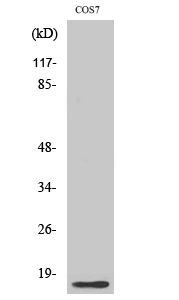 Histone H4 Polyclonal Antibody