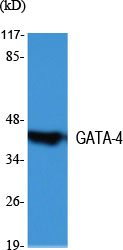 GATA-4 Polyclonal Antibody