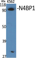 N4BP1 Polyclonal Antibody