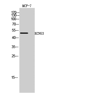 KCNG3 Polyclonal Antibody