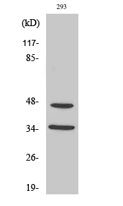 FoxB1/2 Polyclonal Antibody