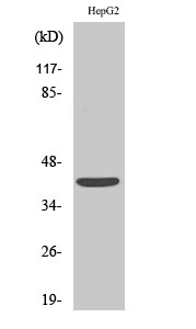 EDG-6 Polyclonal Antibody