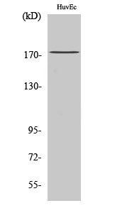 Ret Polyclonal Antibody