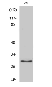 Olfactory receptor 10J1 Polyclonal Antibody