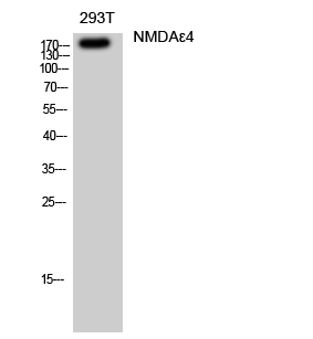 NMDAε4 Polyclonal Antibody