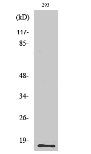 ECP Polyclonal Antibody
