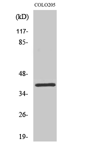 Olfactory receptor 2L5 Polyclonal Antibody