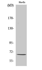 NFκB-p65 Polyclonal Antibody