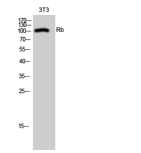 Rb Polyclonal Antibody