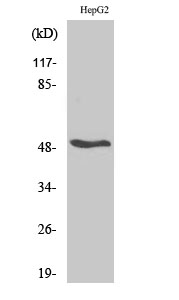 RARβ Polyclonal Antibody