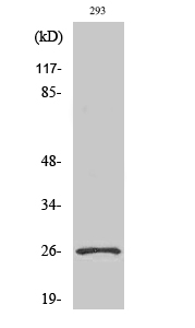 Nrl Polyclonal Antibody