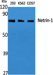 Netrin-1 Polyclonal Antibody