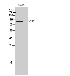 MIA2 Polyclonal Antibody