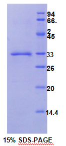 Recombinant Tissue Factor (TF)