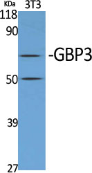 GBP3 Polyclonal Antibody