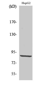 PDXDC1 Polyclonal Antibody