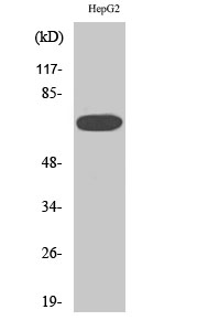 MEK Kinase-3 Polyclonal Antibody