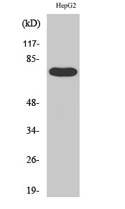 FASTKD3 Polyclonal Antibody