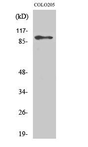 DDX54 Polyclonal Antibody