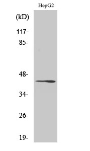 Rag C Polyclonal Antibody