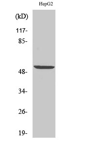 PRPH Polyclonal Antibody