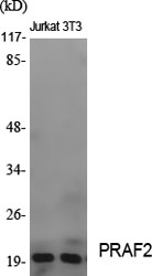 PRAF2 Polyclonal Antibody