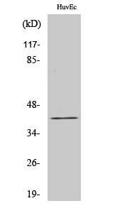 Gz-α Polyclonal Antibody