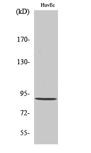 Rabenosyn-5 Polyclonal Antibody