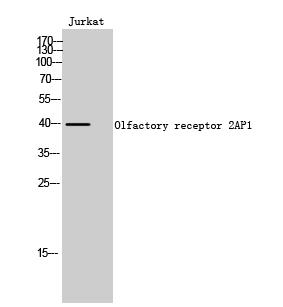 Olfactory receptor 2AP1 Polyclonal Antibody