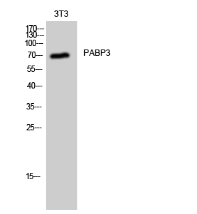 PABP3 Polyclonal Antibody