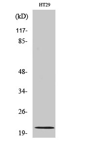 MRP-L18 Polyclonal Antibody