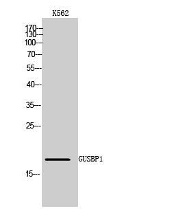 GUSBP1 Polyclonal Antibody