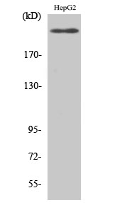 Flk-1 Polyclonal Antibody