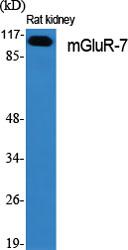 mGluR-7 Polyclonal Antibody