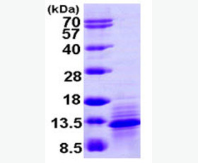 Recombinant Human Interleukin-13 Receptor Subunit Alpha-1/IL-13RA1