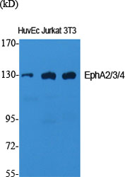 EphA2/3/4 Polyclonal Antibody