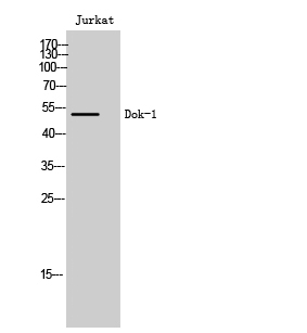 Dok-1 Polyclonal Antibody