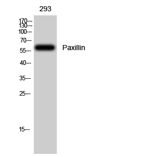 Paxillin Polyclonal Antibody