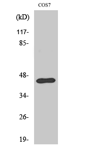 Ephrin-B1 Polyclonal Antibody
