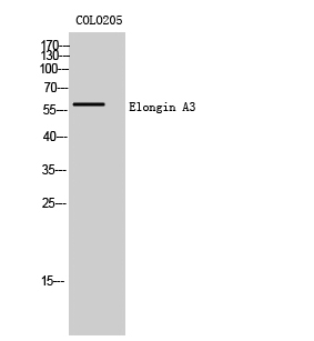 Elongin A3 Polyclonal Antibody