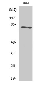 PKC ζ Polyclonal Antibody