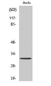 Olfactory receptor 6C68 Polyclonal Antibody