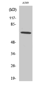 Nox3 Polyclonal Antibody