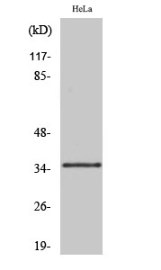 Olfactory receptor 10R2 Polyclonal Antibody