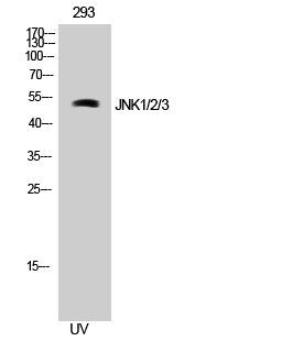 JNK1/2/3 Polyclonal Antibody