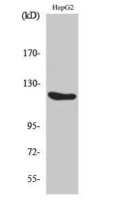 Flg Polyclonal Antibody