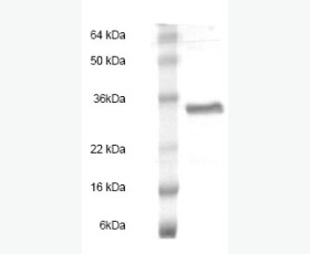 Recombinant Mouse Ephrin-A4/EFNA4