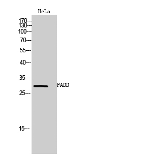 FADD Polyclonal Antibody