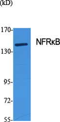 NFRκB Polyclonal Antibody